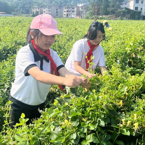 “劳动践于行，美德植于心”劳动研学活动———秦峰路底小学