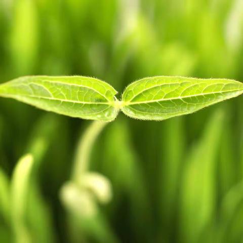 人间最美四月天，齐思共研谱新篇——二十家子小学低年级组教研活动