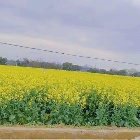 宁都支行女神节开展“中江湾赏油菜花”踏春活动