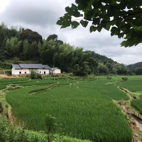 我最爱的高云山