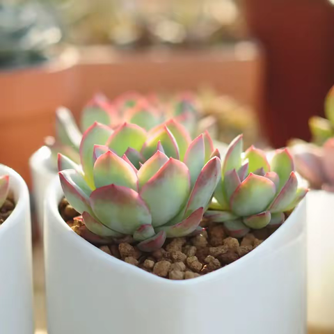 海湾小学二年三班“拥抱春天，播种希望”纪实活动