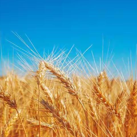 东乡中心小学“麦收期间”致家长的一封信