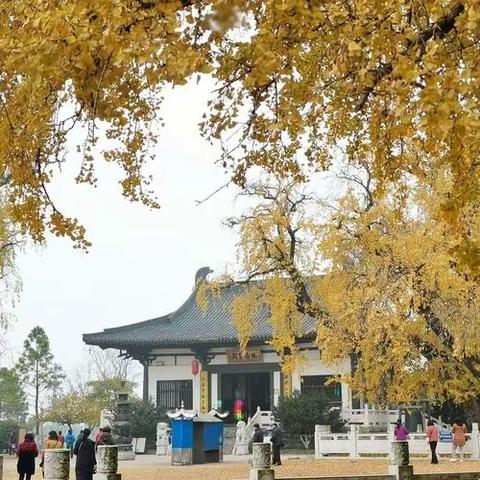 和易思周末营之八：汤泉惠济寺 — 汤泉农场杉树林