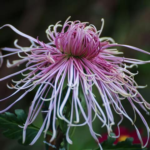 芮城菊花 香飘天下