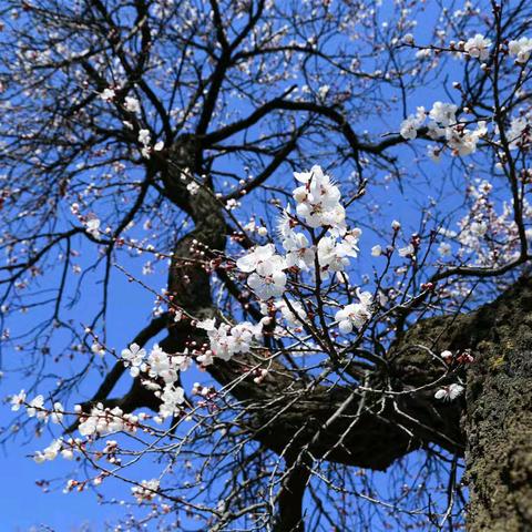 灵宝北沟：明清古杏林 风吹十里香