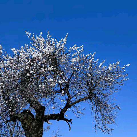 灵宝北沟杏花开 十里花香迎客来