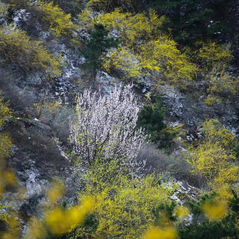 灵宝娘娘山：石瀑悬天落 连翘覆地金