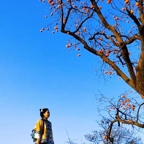 河南灵宝：七里塬上柿子红