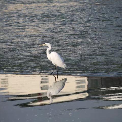 涧河鹭鸟舞翩跹 生态画卷展新颜