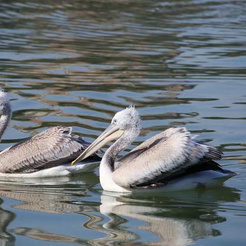 国家一级保护动物卷羽鹈鹕罕见现身河南灵宝