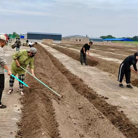 查申套卜嘎查党支部：以“蚓”为媒，奏响乡村振兴“致富曲”
