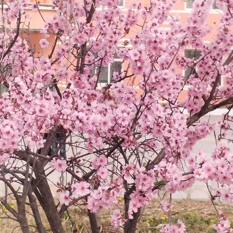 春天的生命故事—清明节心理主题班会