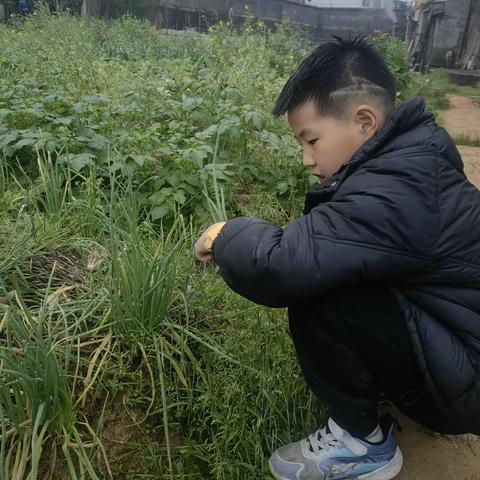 以“劳”树德，以“劳”育美 ——东关小学三年级开展劳动实践活动