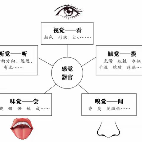 五官大揭秘