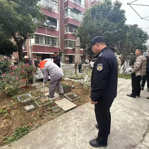 清除违规菜地，维护绿化环境
