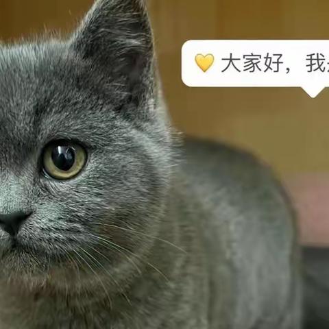 喵星人---皮卡丘