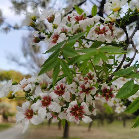 春的旋律