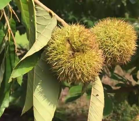 板栗树是什么植物？