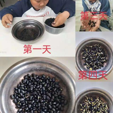 ”豆香记”之巧生豆芽  ——三年级劳动实践教育活动纪实