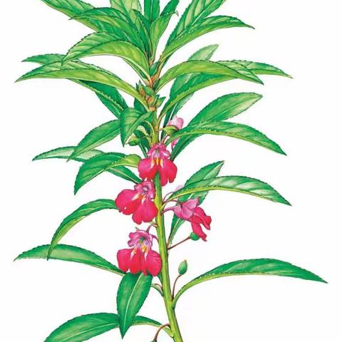 凤仙花生长观察记录