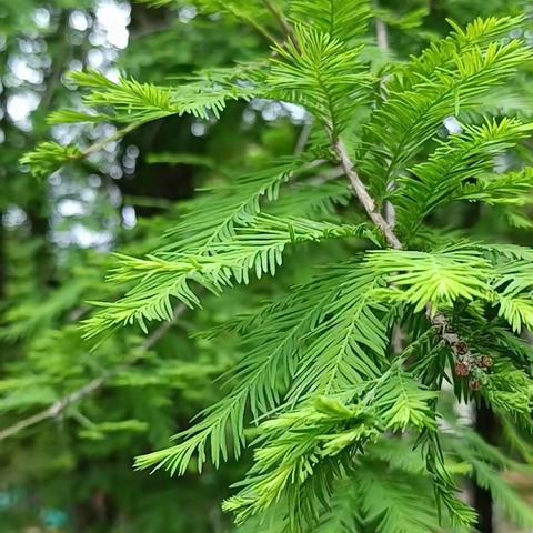 用力谐，人心齐 ----芗城区初中教育集团成员校第五次校长联席会暨起始年段工作经验交流会