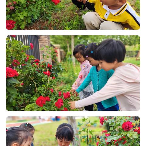 “龙舟竞渡”遇见蔷薇—旅顺新城实验幼儿园小一班级——夏至节气绿植活动纪实