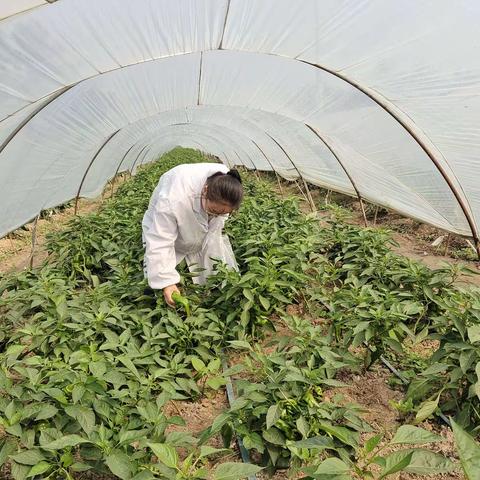 区农检中心持续强化辣椒等重点品种监管检测