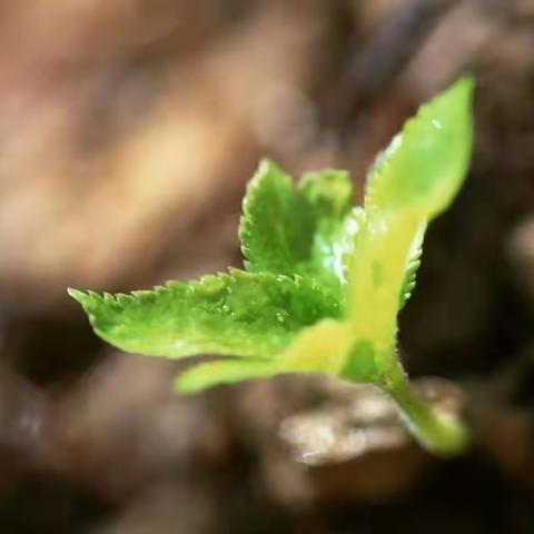 【节气教育】春意萌动，“雨”你相遇——高新区清平幼儿园雨水节气篇