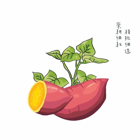 正定南牛小学开展红薯种植实践活动