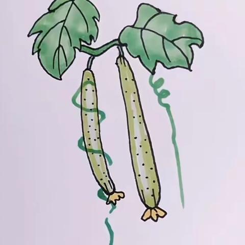 黄瓜种植记﻿