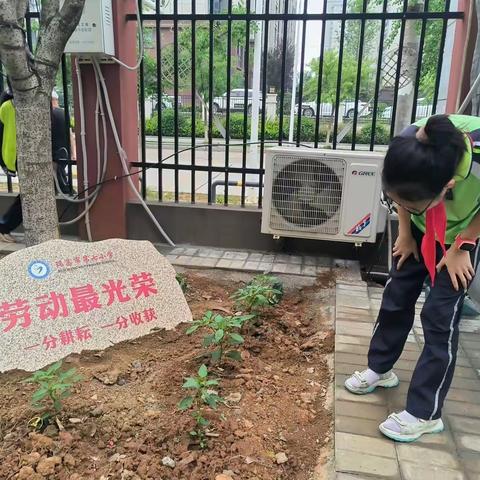 松土，浇水，给豆角搭架子！瑞昌市第七小学劳动实践基地欢乐多多