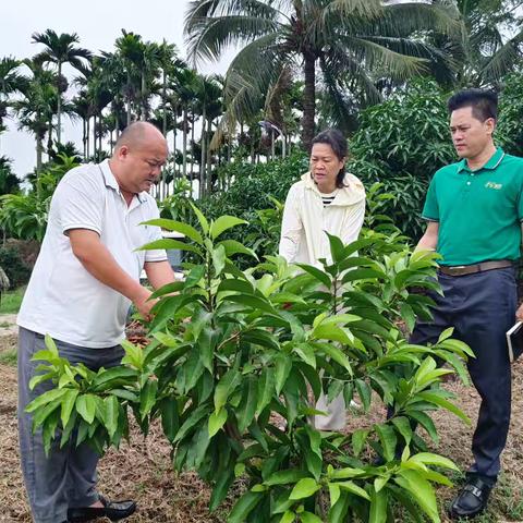 落笔大社区主任蒲爱蓉到罗蓬村调研党建和白兰种植工作