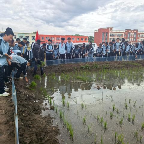 【劳动实践】耕读三园，知行农场——胜利蒙古族乡中心小学农园劳动实践阶段性总结