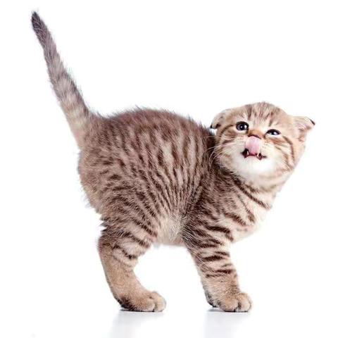 美术《炸毛的猫》