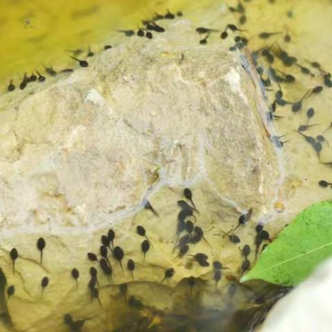 美术《小蝌蚪找妈妈》