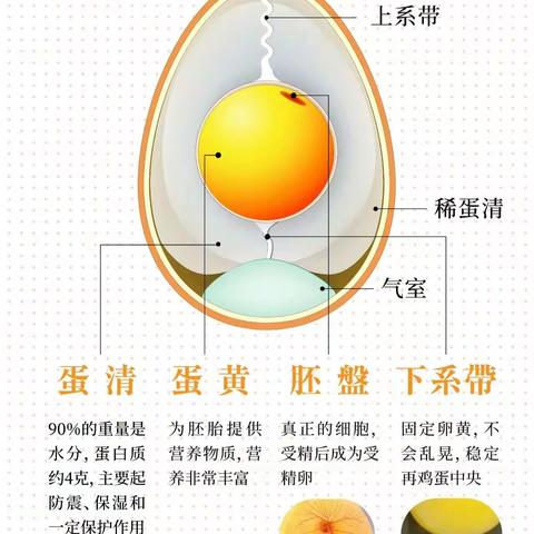 【课程游戏故事】鸡蛋的奇妙之旅