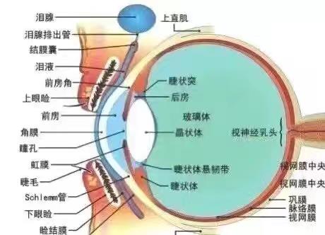 【卫生保健】爱眼护眼  预防近视——西和县城南幼儿园紫气分园预防近视告家长书