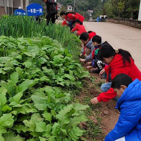 春种一粒粟，秋收万颗子             ——平宁小学开展秋收劳动实践活动