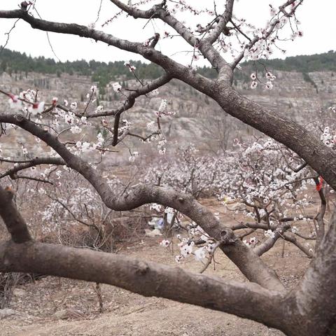 3月里杏花开