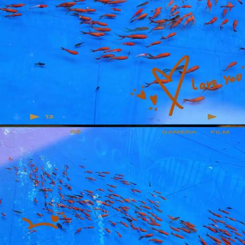 新城学前.童乐幼儿园*六一活动【鱼🐟跃童年，快乐相随】