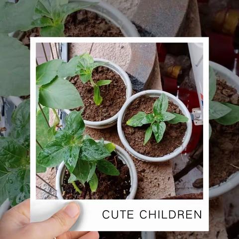 “愿我们像向日葵一样向上生长” ——吉安市新村小学向日葵成长收官记