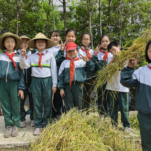 劳动成果报告|心系田间小麦事——缙云县实验小学教育集团五（3）班麦田成果展示