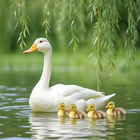 河家道幼儿园周活动简报                          （第九周）