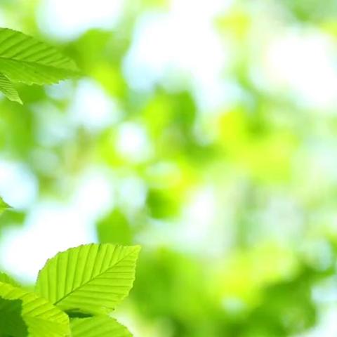 我心目中的好老师