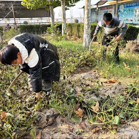 王浩屯镇王岗小学劳动基地红薯大丰收