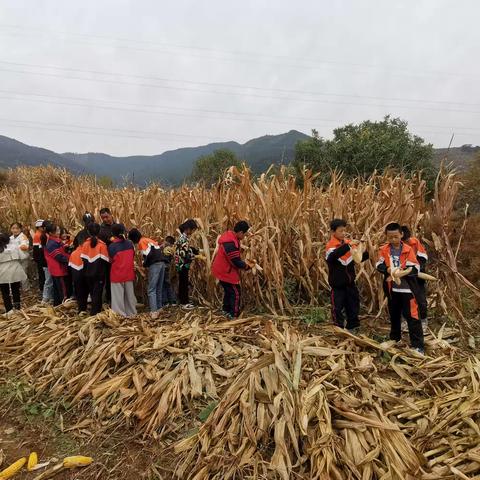 吾乐小学收秋劳动实践活动——“玉”见丰收，“生”活如画