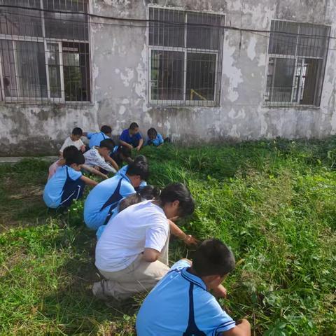 秋收体验正当时 劳动教育结硕果——驻马店市遂平县文城乡东营学校开展收花生劳动实践活动