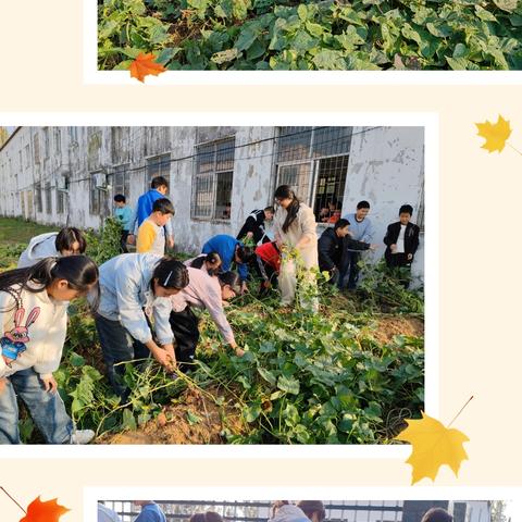 一起“趣”挖薯——驻马店市遂平县文城乡东营学校“四时田园”劳动阵地大丰收啦！