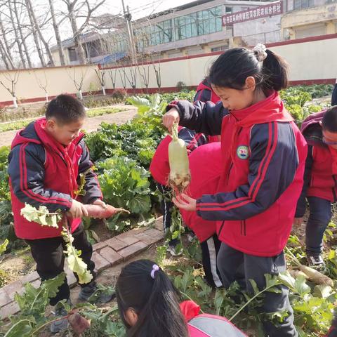 亲近自然   收获萝卜     ——马岭岗镇谢集小学