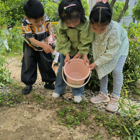 遇见.秋葵———颍东区新华城幼儿园大五班生成活动